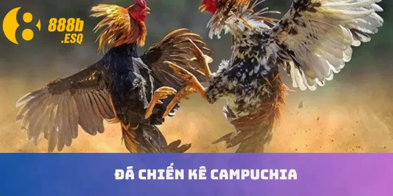 Đá chiến kê Campuchia